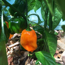 Magnum Habanero Pepper (Capsicum chinense)