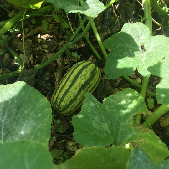 Courge Delicata (Cucurbita pepo)