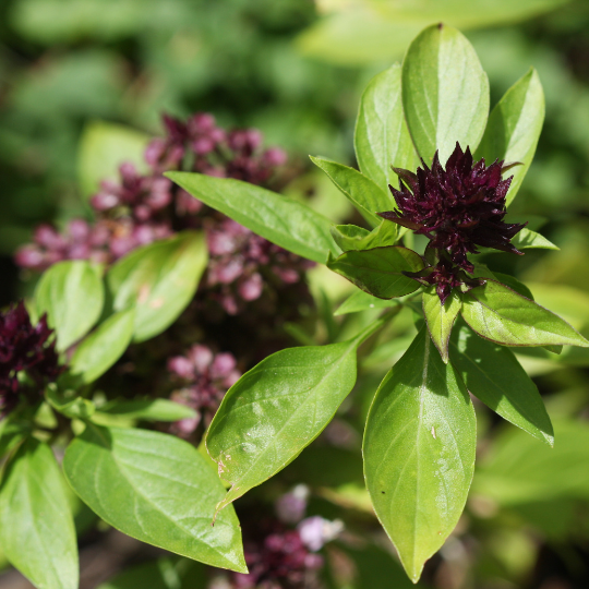 Thai Basil (Ocimum basilicum)