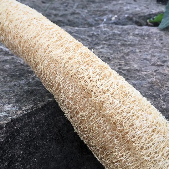 Courge Luffa (Luffa aegyptiaca)