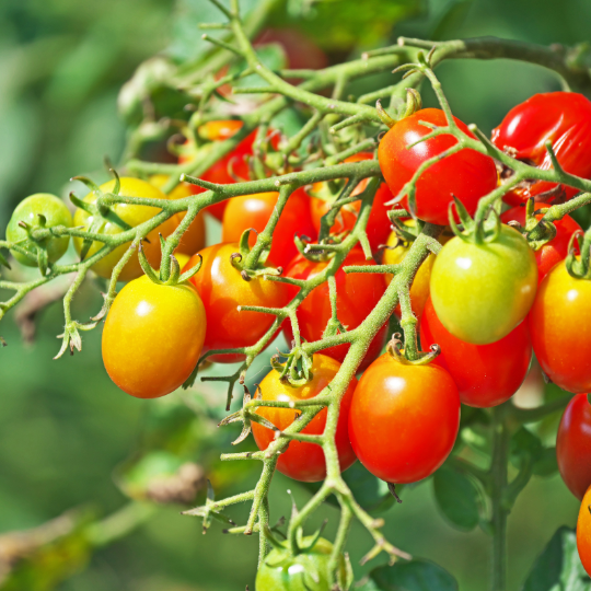 Tomate cerise Cheeseman's (Solanum Cheesmani)