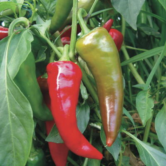 Georgia Flame pepper (Capsicum annuum)
