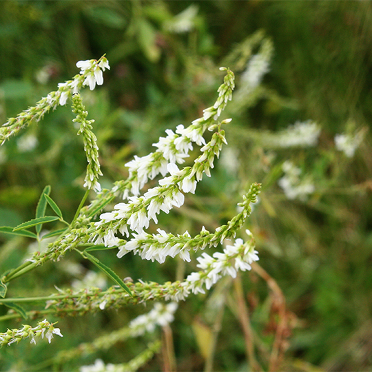 Mélilot Blanc (Melilotus albus)