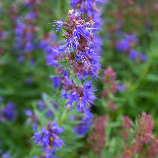 Hyssop (Hyssopus officinalis)