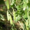 Oregon Sugar Pod II Pea (Pisum sativum)