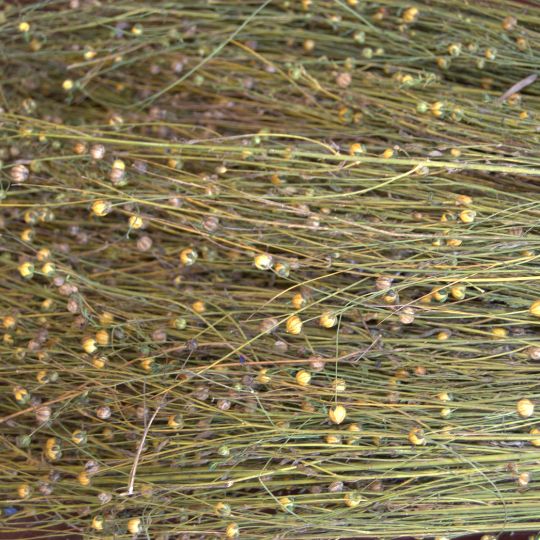 Textile flax (Linum usitatissimum)
