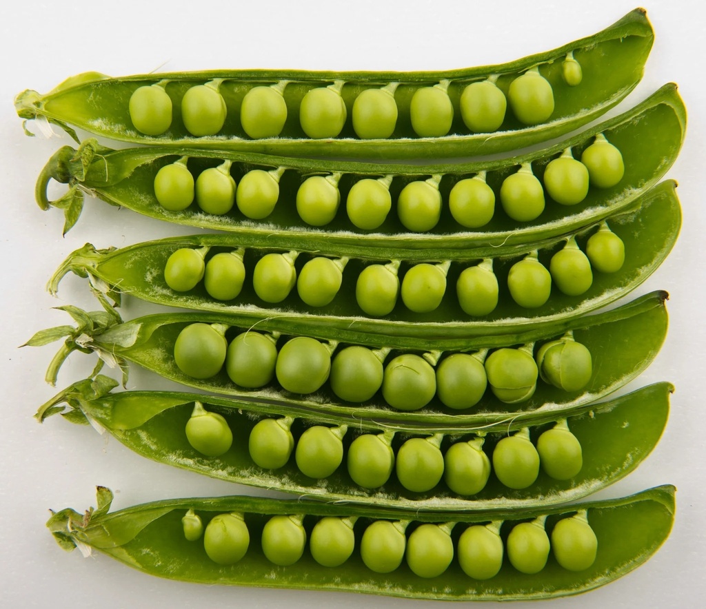 Tall Telephone Pea (Pisum sativum)