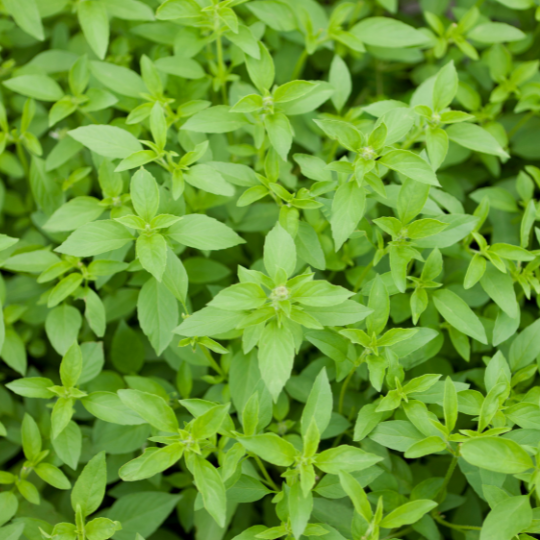 Lemon Basil (Ocimum basilicum)