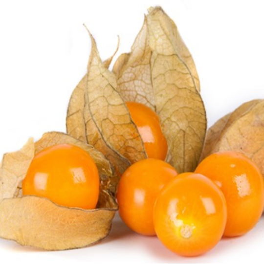 Goldie ground cherry (Physalis pruinosa)