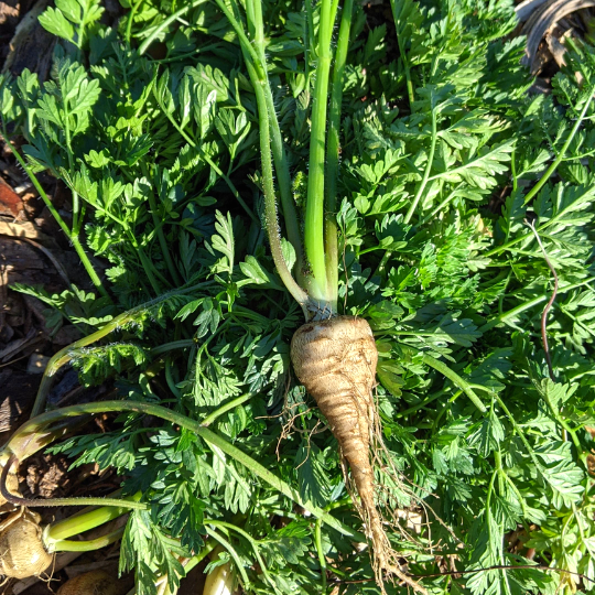 Tuberous chervil (Chaerophyllum bulbosum)