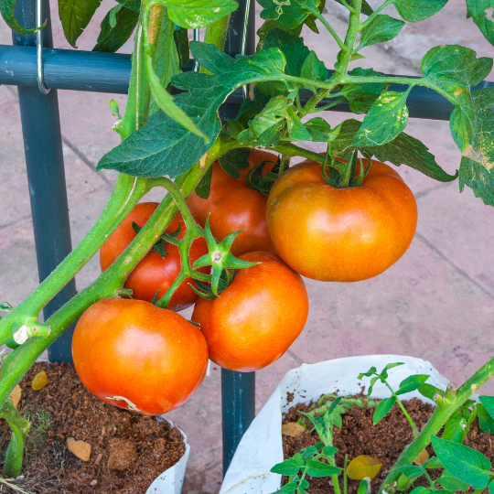 Large Orange Tomato (Solanum lycopersicum)