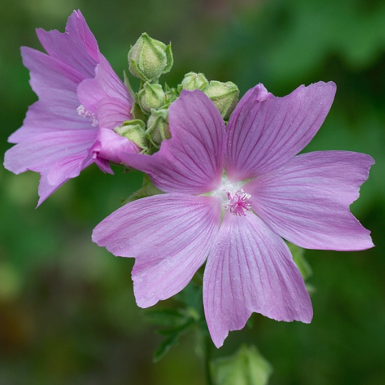 Mauve musquée mixte (Malva moschata)