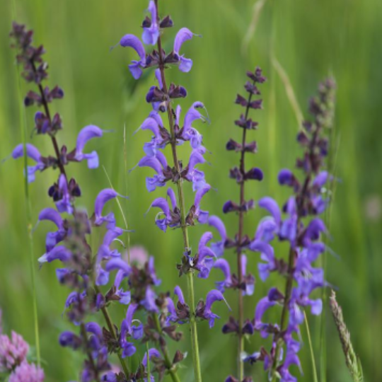 Meadow sage (Salvia pratensis)