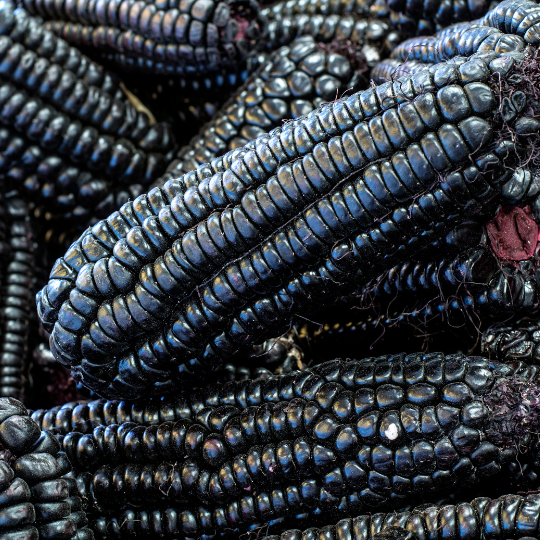 Dakota black corn (popcorn) (Zea mays)