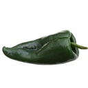 Piment Poblano (Capsicum annuum)