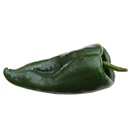 Poblano pepper (Capsicum annuum)
