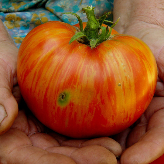 Tomate Striped Cavern (Solanum lycopersicum)