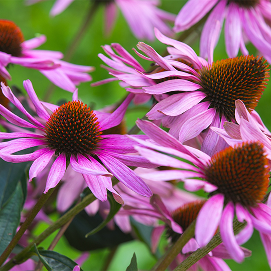 Purple coneflower (Echinacea purpurea)