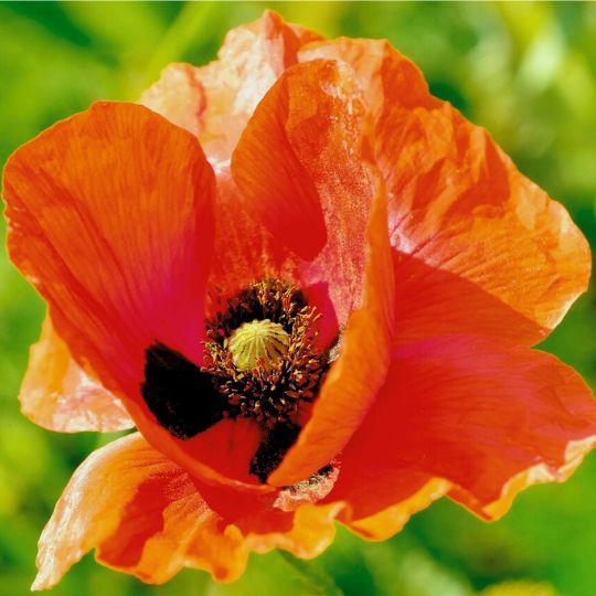 Pavot Oriental (Papaver orientale)