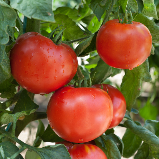 Tomate Frontenac ( Solanum lycopersicum)