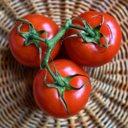 Tomato 42 days (Solanum lycopersicum)