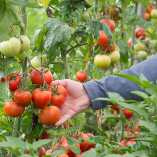 Subarctic tomato (Solanum lycopersicum)