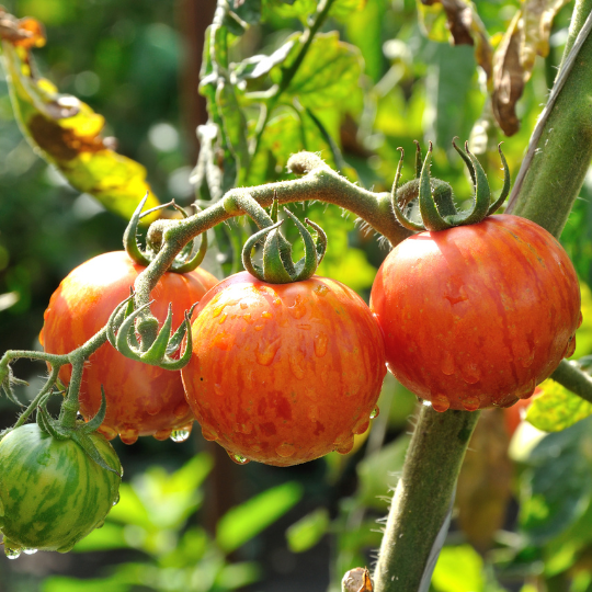 Sunrise Bumble Bee Tomato (Solanum lycopersicum)