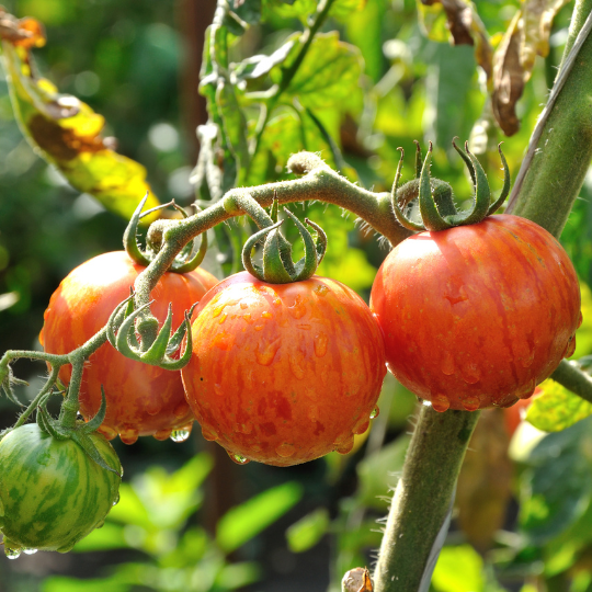 Tomate Sunrise Bumble Bee ( Solanum lycopersicum)