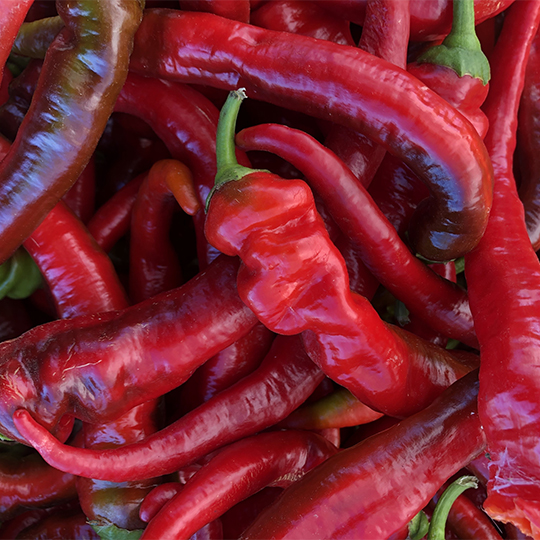 Pepper Jimmy Nardello (Capsicum annuum)