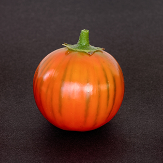 Turkish Eggplant 'Turkish Orange' (Solanum aethiopicum)