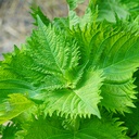 [205] Shiso (Perilla frutescens)