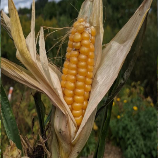 Corn Gaspé (Zea mays)