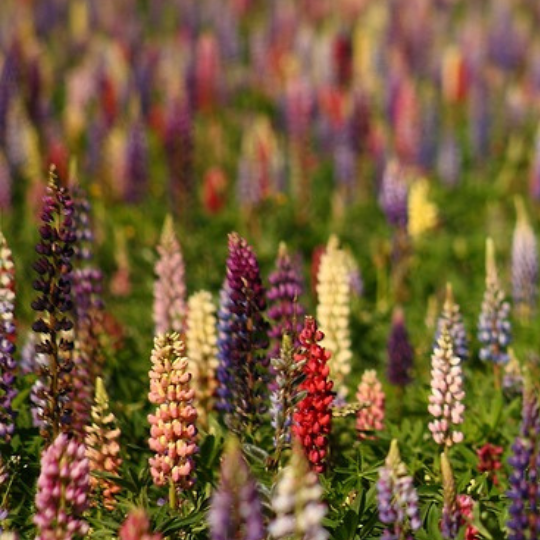 Lupin mixte (Lupinus sp.)