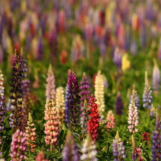 Mixed lupine (Lupinus sp.)