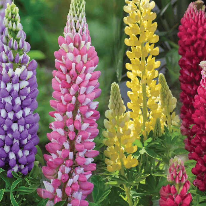Mixed lupine (Lupinus sp.)