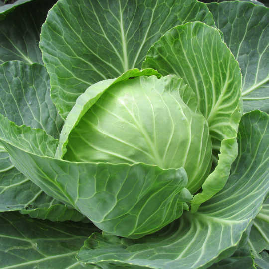 Chou Brunswick (Brassica oleracea)