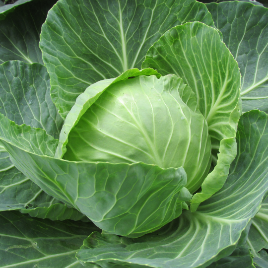 Brunswick cabbage (Brassica oleracea)