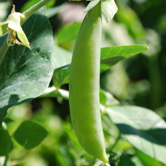 Pois Sugar Snap (Pisum sativum)