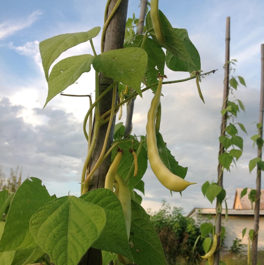 Grandma Dinel climbing bean (Phaseolus vulgaris)