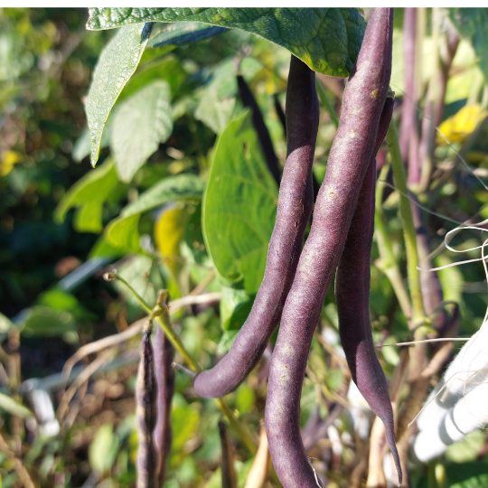 Haricot grimpant Jean-Léo Collard (Phaseolus vulgaris)