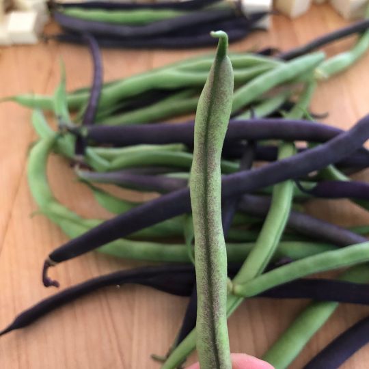 Jean-Léo Collard climbing bean (Phaseolus vulgaris)