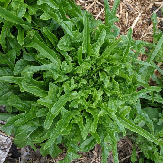 Plump lettuce (Lactuca sativa)