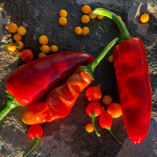 Mix of hot peppers (Capsicum annuum and chinense)