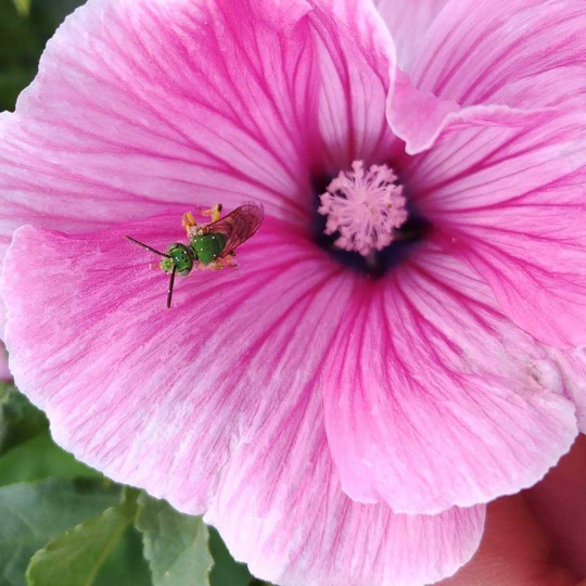 Annual lavatera (Malva trimestris)