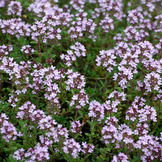 Breckland thyme (Thymus serpyllum)