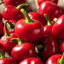 Szentesi Cherry Pepper (Capsicum annuum)