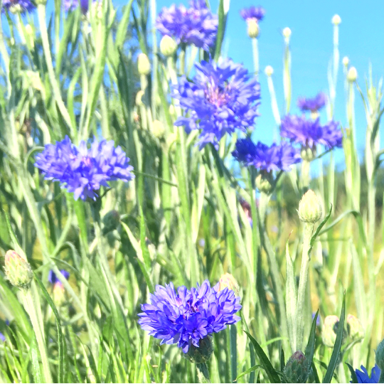 Cornflower (Centaurea cyanus)