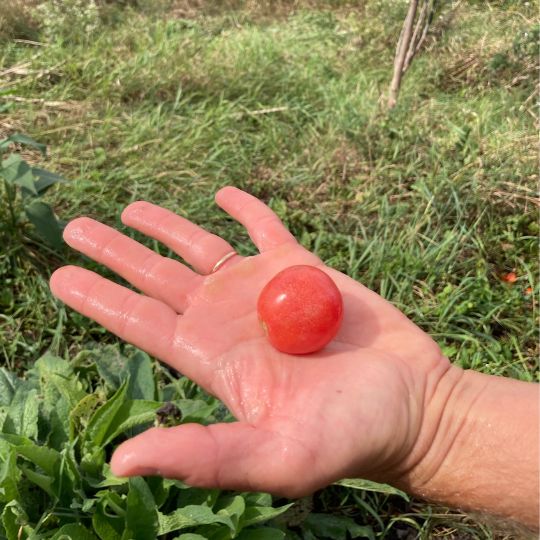 Rosy Finch micro-dwarf tomato (Solanum lycopersicum)