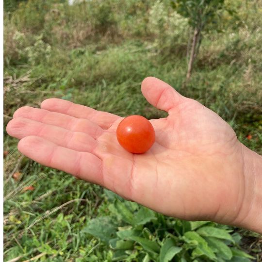 Pigmy micro-dwarf tomato (Solanum lycopersicum)