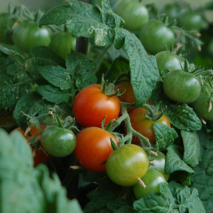 Pigmy micro-dwarf tomato (Solanum lycopersicum)